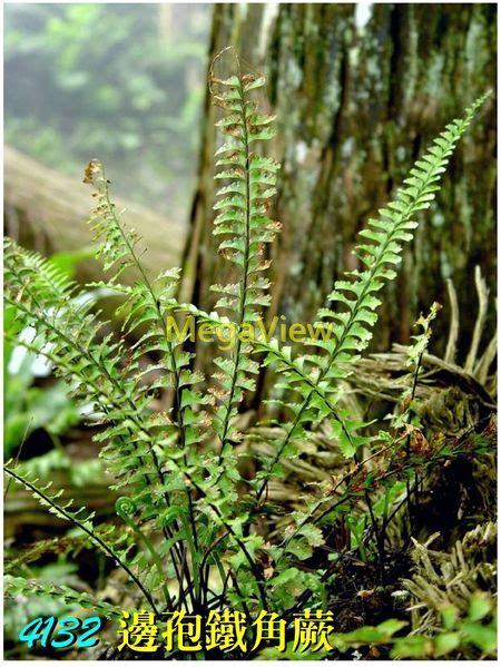 蕨類盆栽風水|蕨類植物介紹：蕨類植物圖鑑懶人包 & 照顧方式一次看 